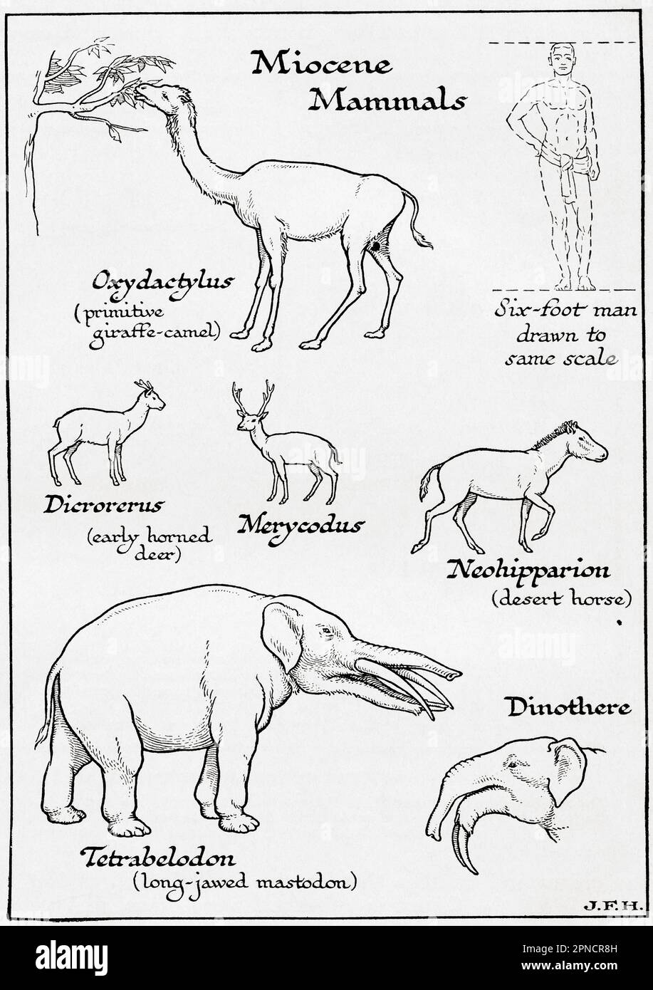 Diagram of Miocene Mammals including, Oxcydactylus, Dicrorerus, Merycodus, Neohipparion, Tetrabelodon and Dinothere.  Shown in the diagram a six foot man drawn to the same scale as other figures.  From the book Outline of History by H.G. Wells, published 1920. Stock Photo