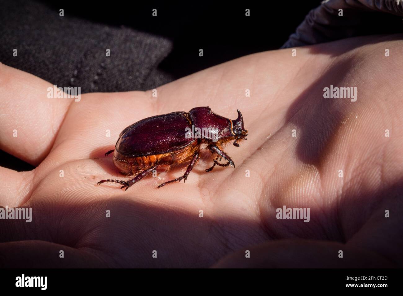 European rhinoceros beetle on child's hand. concept of nature conservation Stock Photo