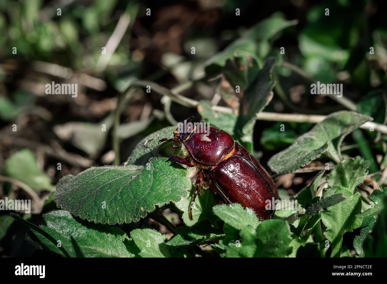 European rhinoceros beetle on on green grass in spring. concept of nature conservation Stock Photo