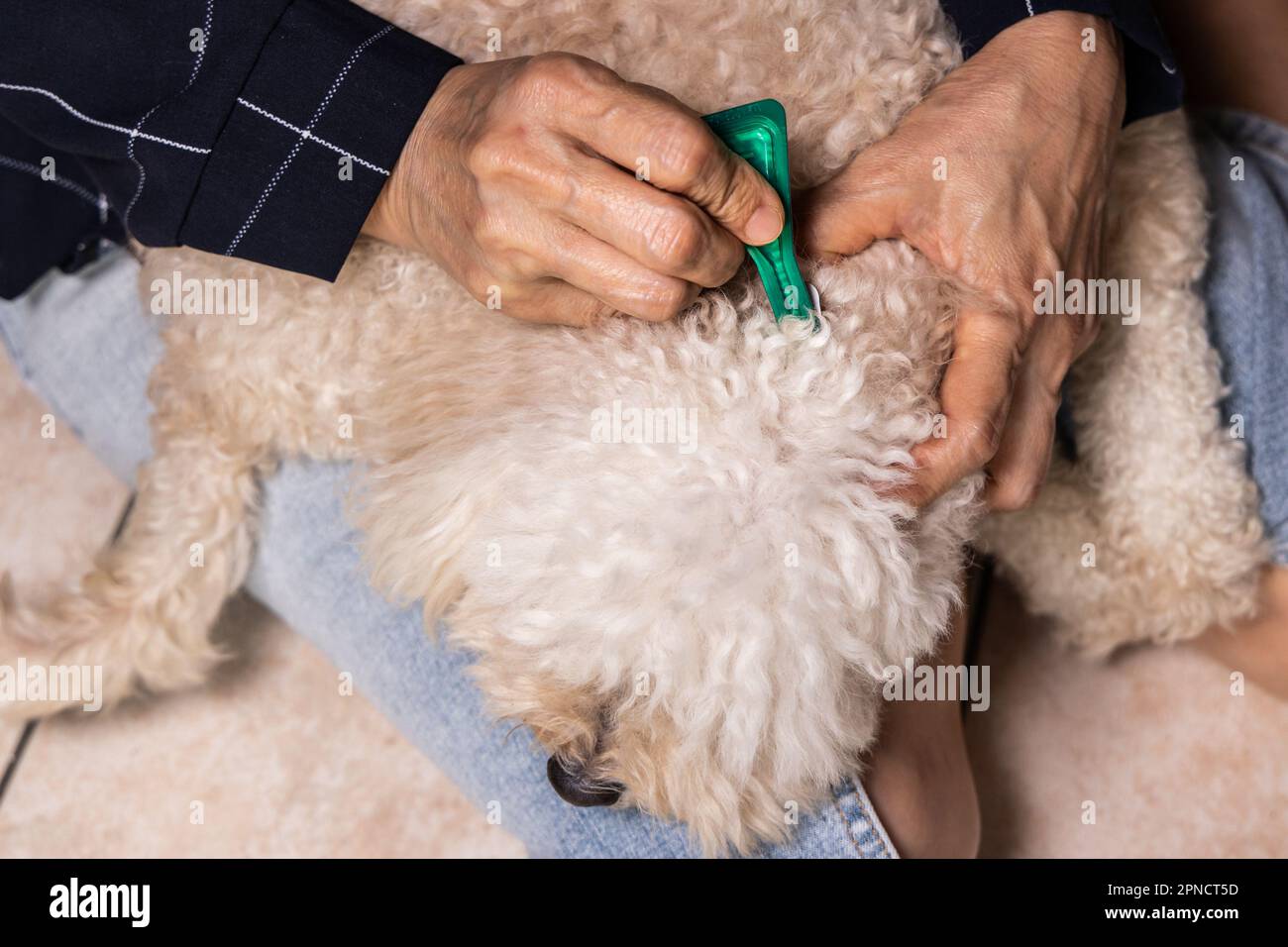 Applying flea treatment dog hi-res stock photography and images - Alamy