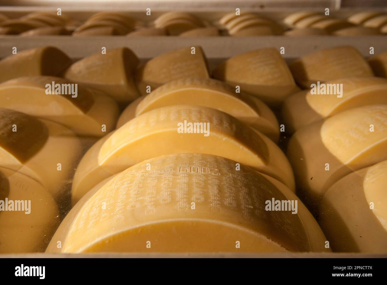 Production of Parmigiano Reggiano cheese at the Caseificio Sociale