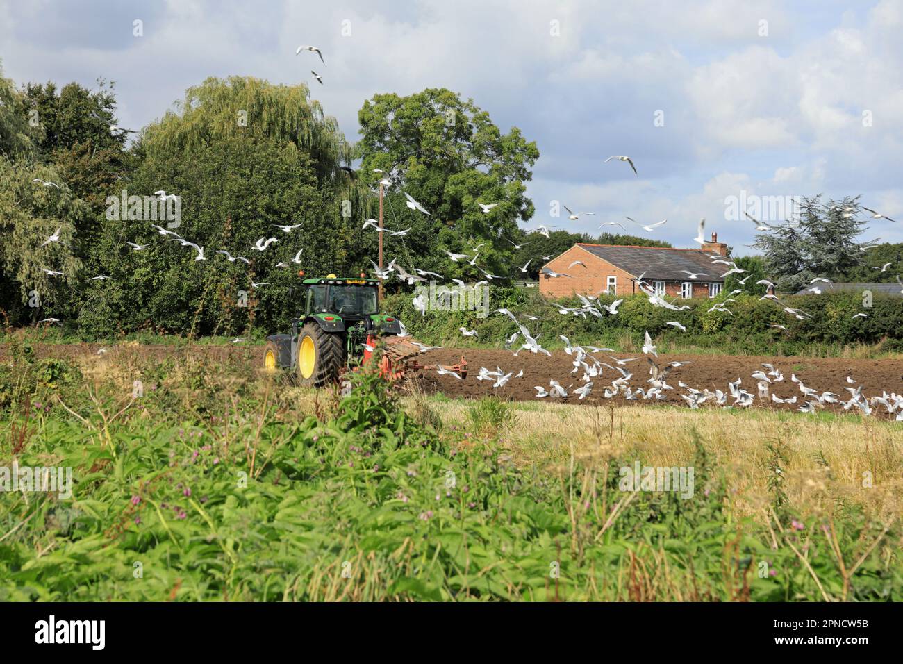 Autumn ploughing with following gulls Rufford Lancashire England Stock Photo