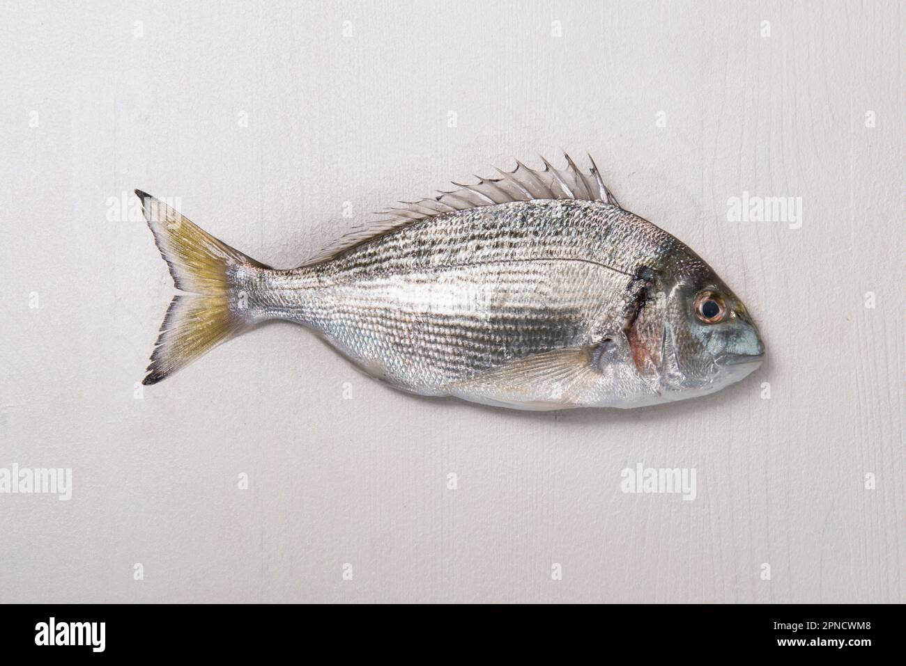 Sea bream, Sparidae fish (Sparus auratus), actively fished for the goodness of the meat in the Tyrrhenian Sea, Italy, Europe Stock Photo