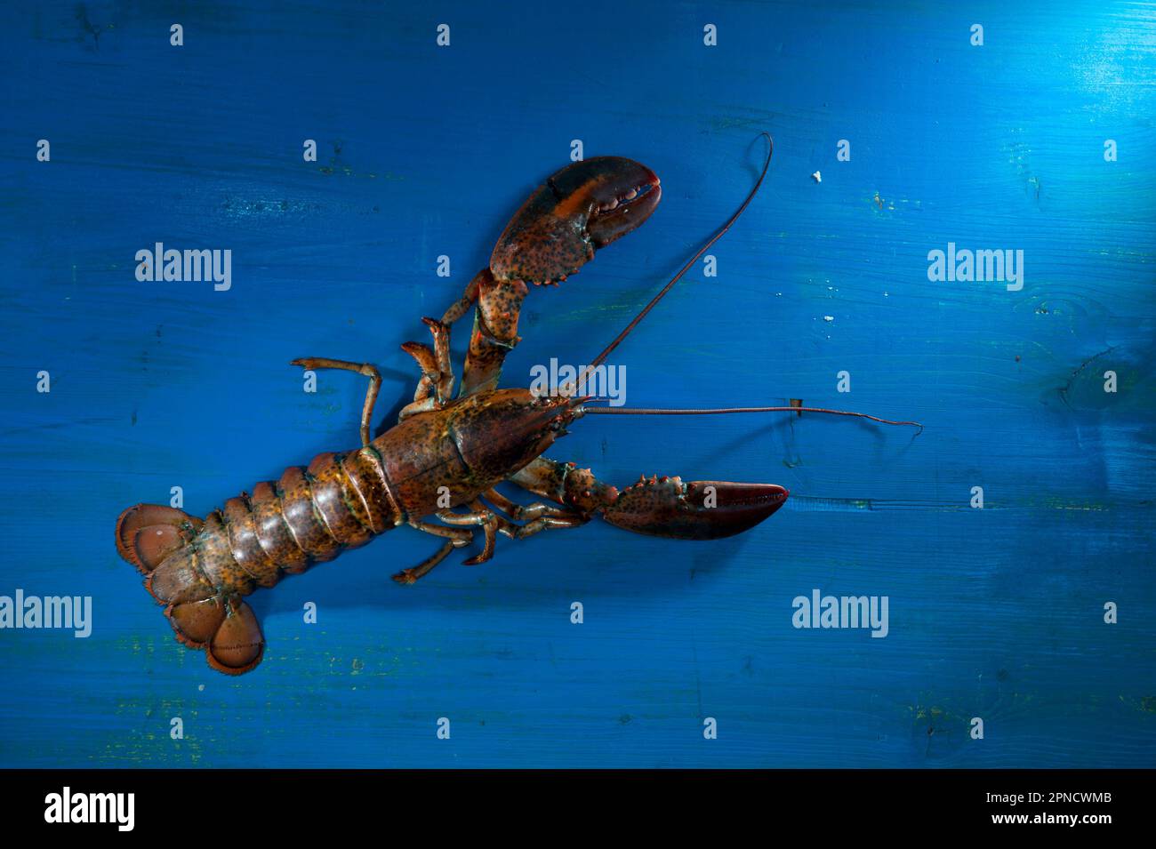 The lobster (Homarus gammarus Linnaeus, 1758) is a decapod crustacean
