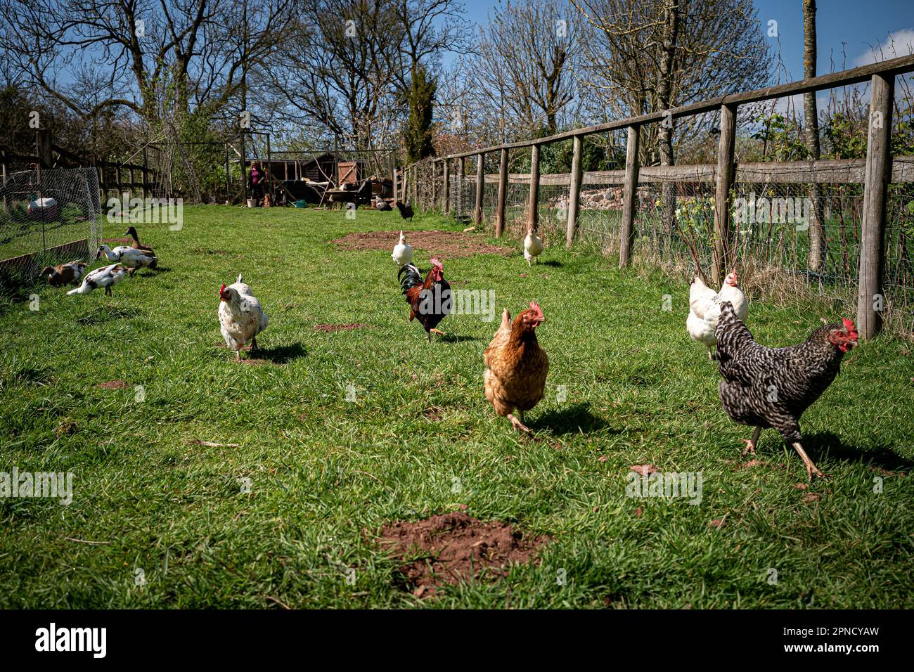Chickens and ducks run free on lush green grass as smallholder