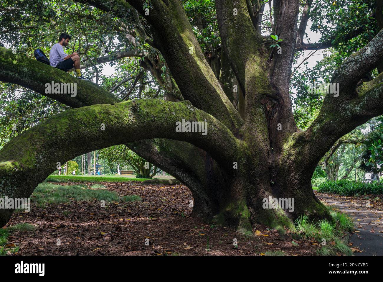Man in a tree, Albert Park, Auckland, North Island, New Zealand Stock Photo