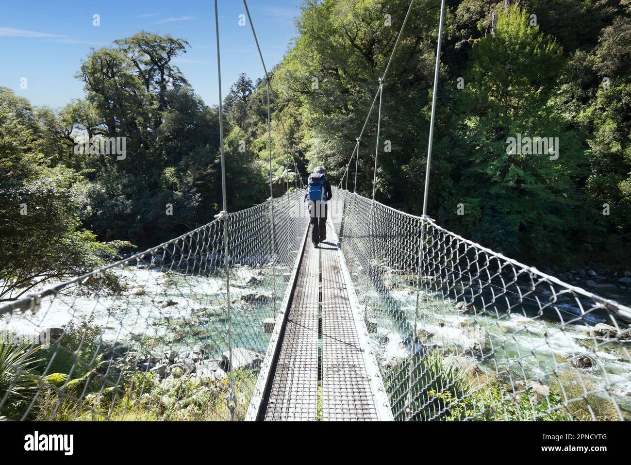 A hiker crosses a suspension bridge on the Milford Track, Fiordland, South Island, New Zealand. Stock Photo