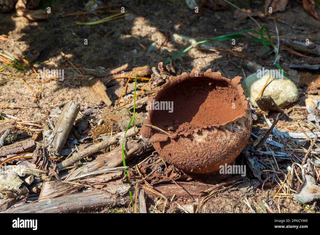 Sarcosoma globosum, or witches cauldron is a species of fungus in the family Sarcosomataceae. Stock Photo