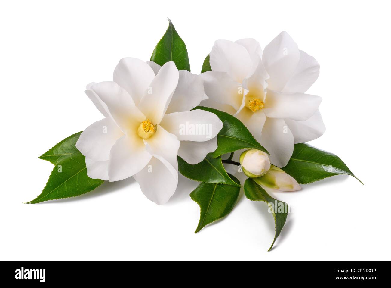 White camellia flowers isolated on white background Stock Photo