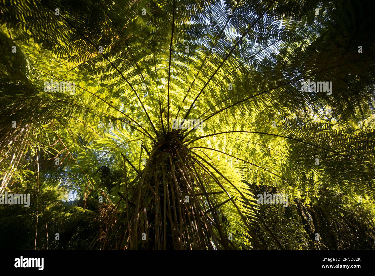 Tree fern in the woods at Rotorua, North Island, New Zealand. Stock Photo