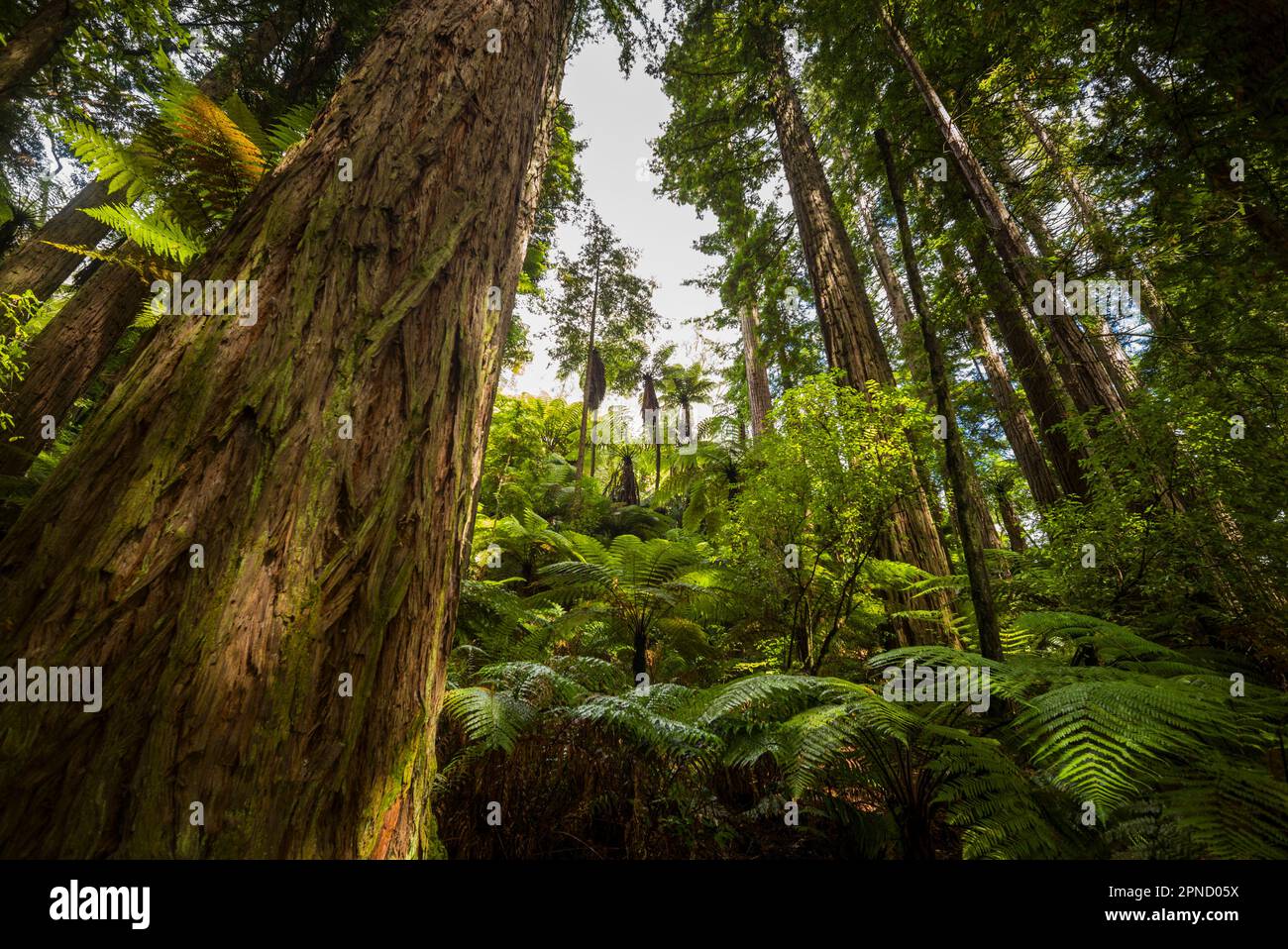 Rainforest at Rotorua, North Island, New Zealand. Stock Photo