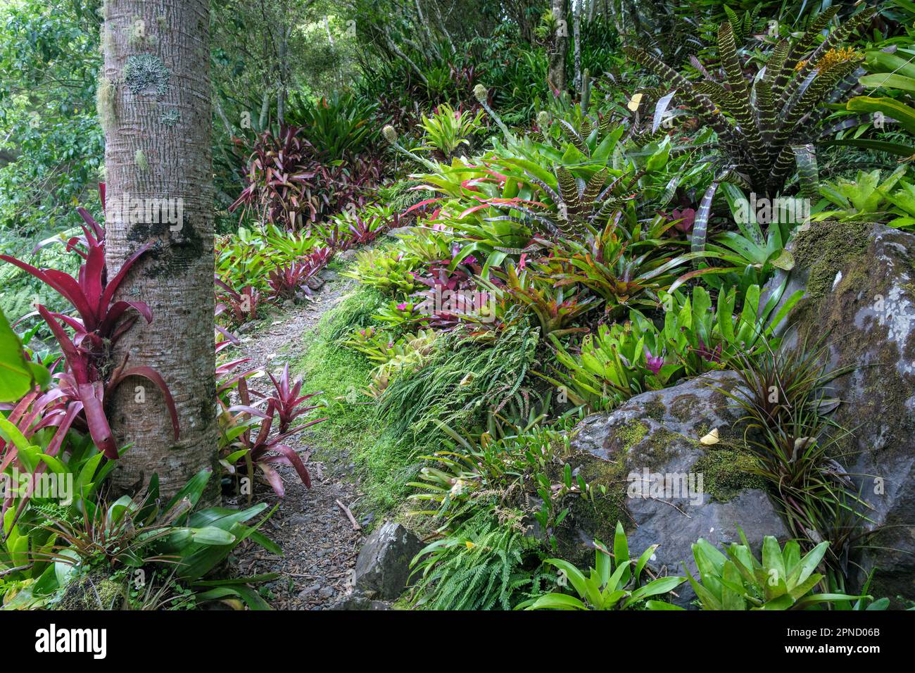 The bromeliad garden at Whangarei Quarry Gardens, North Island, New Zealand Stock Photo