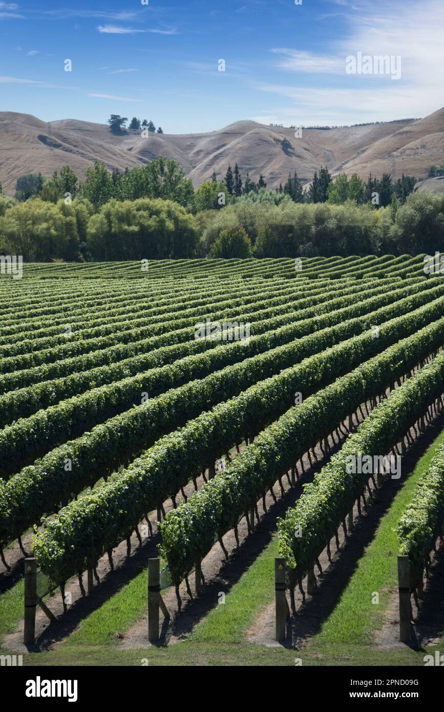 North vines clearance