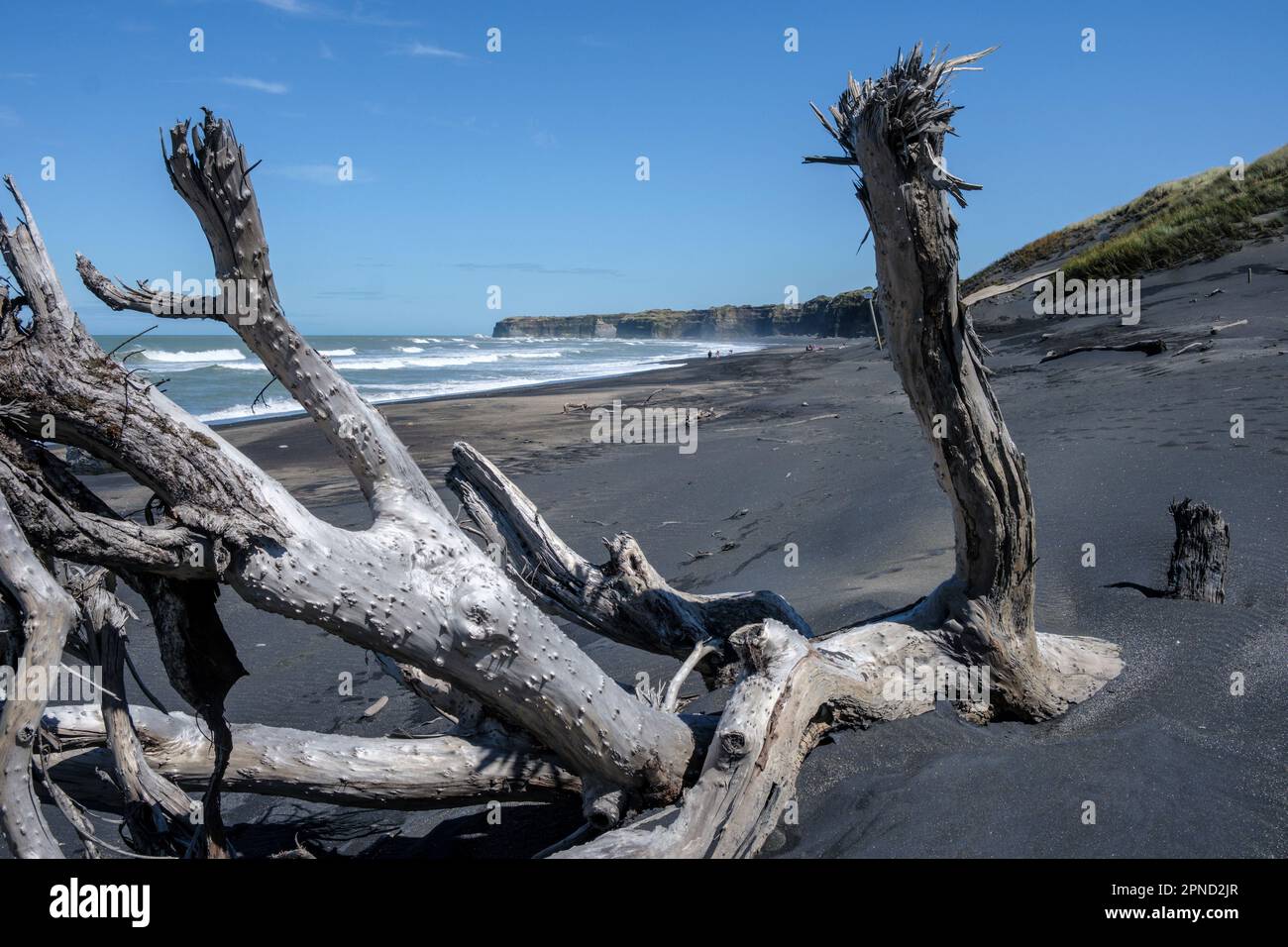 Driftwood on the black sand beach at Mana Bay, Patea, Taranaki Region, North Island, New Zealand