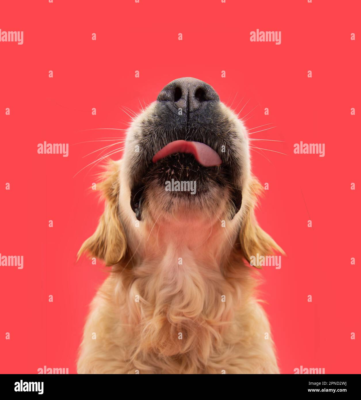 Funny portrait hungry labrador retriever dog licking its lips with tongue. Isolated on red solid