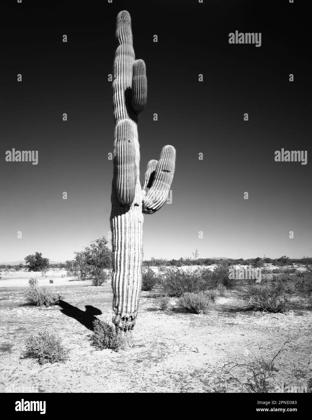 Saguaro Cactus cereus giganteus in Arizona desert Stock Photo - Alamy