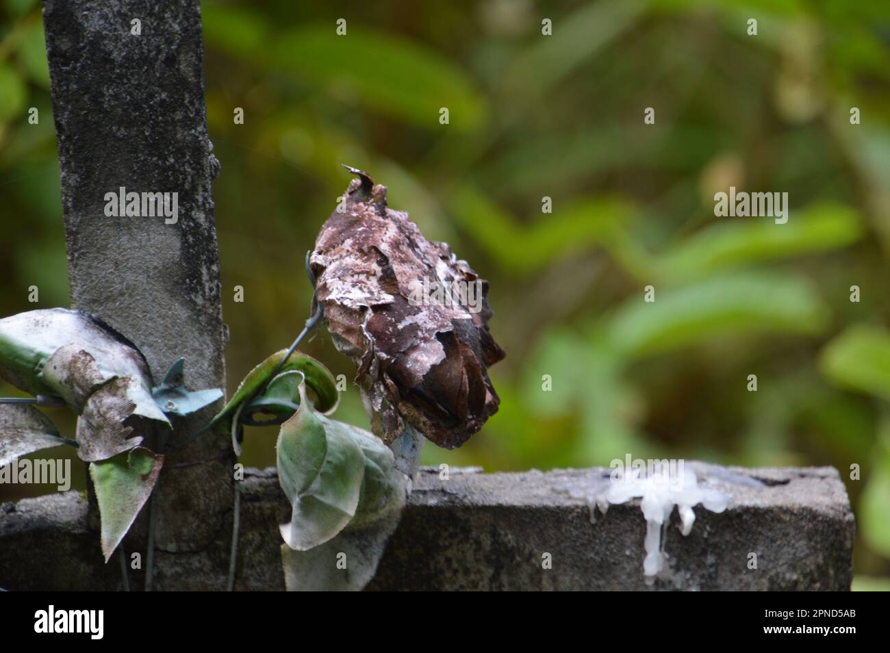 Beautiful gravestone located in the heart of the Amazon Rainforest