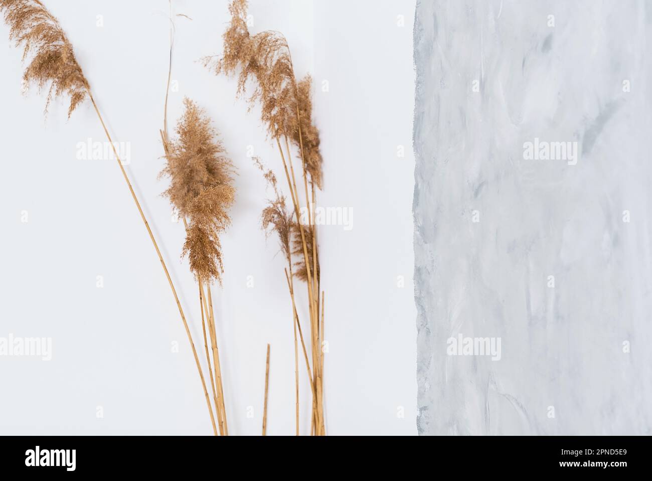 Dried stems and inflorescences of cane against a white wall, selective