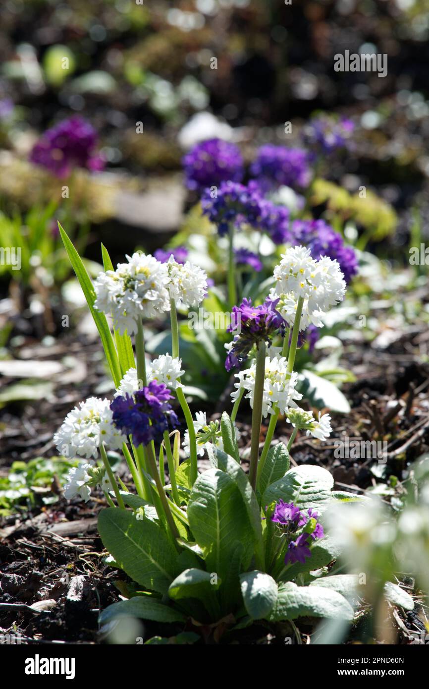 Purple and white spring flowers of Drumstick Primrose Primula denticulata in UK garden April Stock Photo