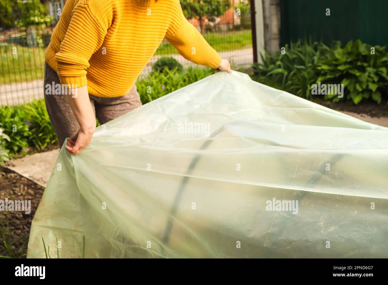 Low tunnel greenhouse. Female hands holding stretching new polythene