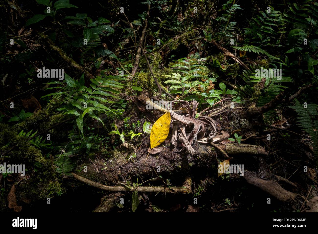 Yellow leaf on a tree trunk surrounded by green leaves and ferns, lit from above Stock Photo