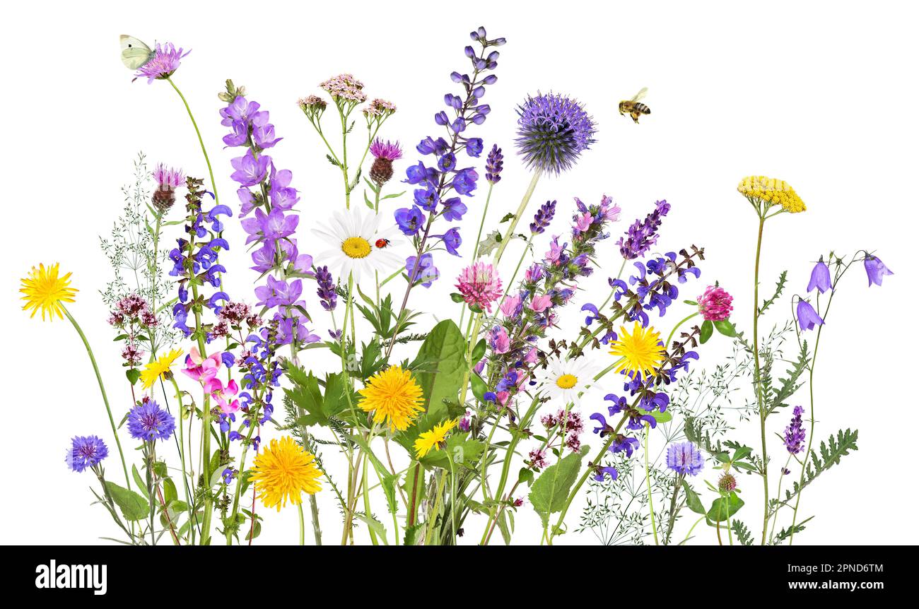 Colorful meadow and garden flowers with insects, isolated Stock Photo