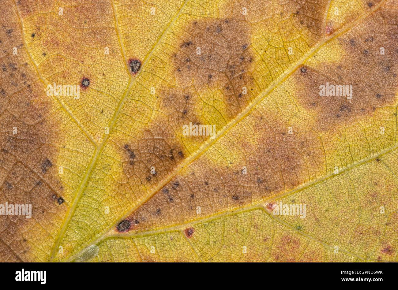 Single dead oak leaf, detailed macro with discoloration, markings and spots on surface area. Abstract fall leaves background image. Stock Photo