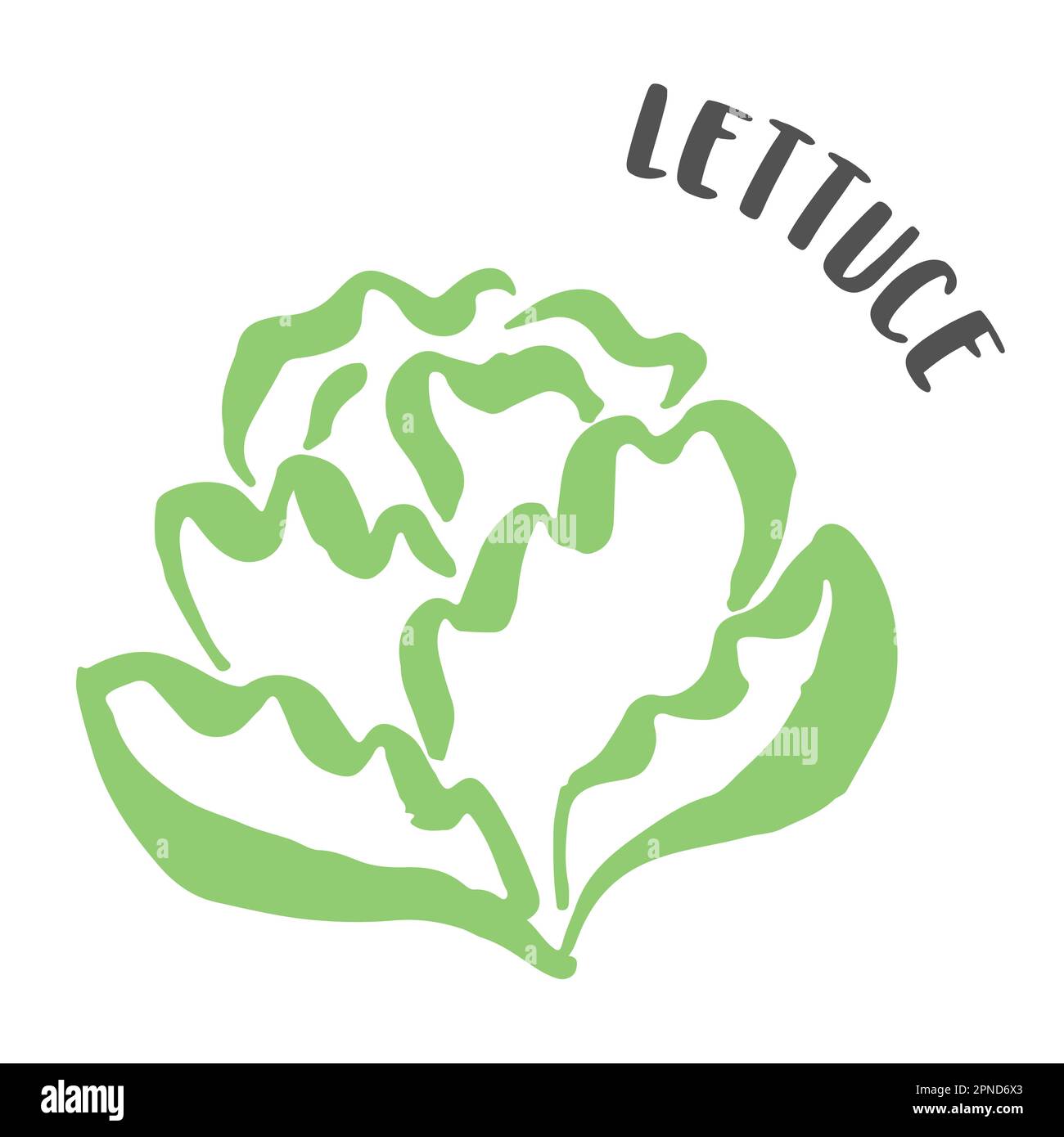 Lettuce drawing hand painted with ink brush isolated on white
