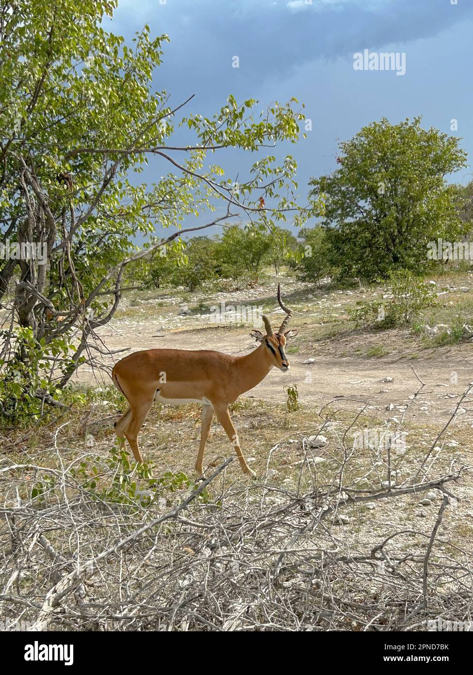 impala in the wild of etosha Stock Photo