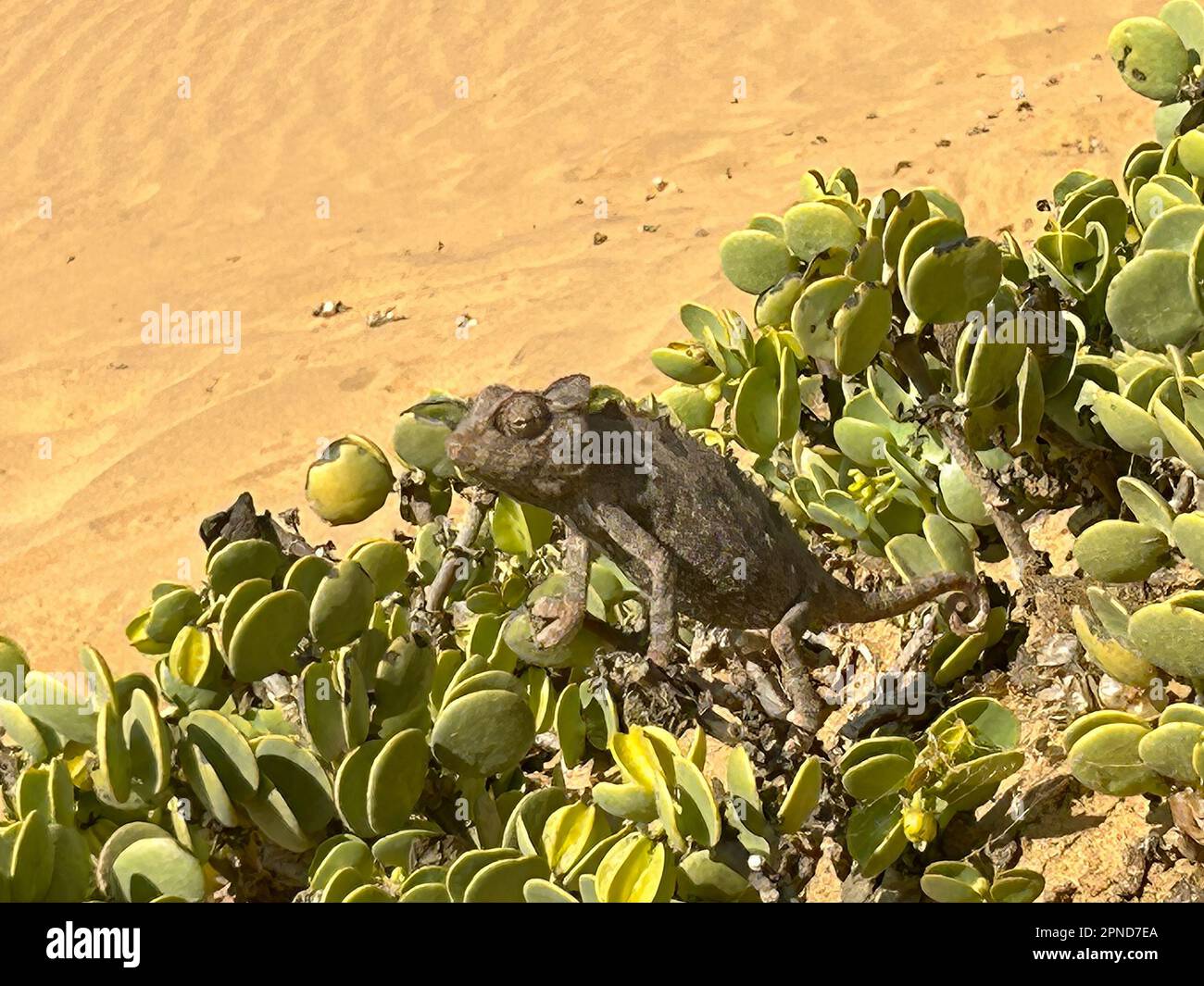 chameleon amidst succulents in a desert of Namibia Stock Photo