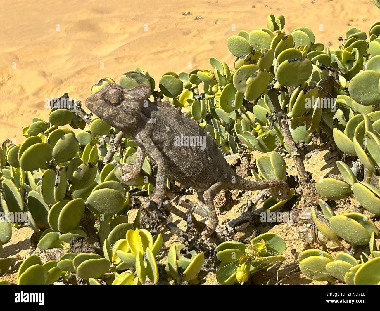 chameleon amidst succulents in a desert of Namibia Stock Photo