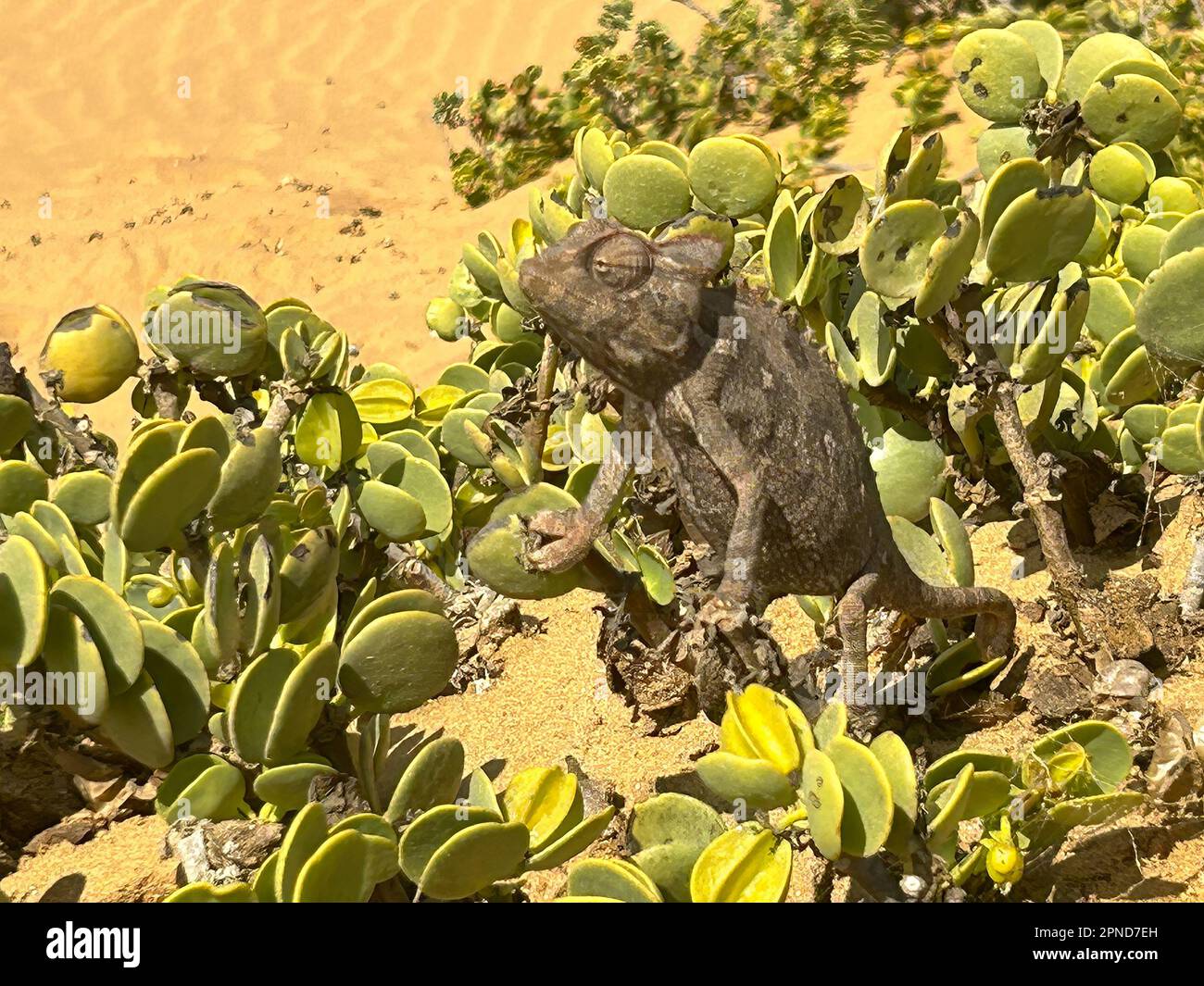 chameleon amidst succulents in a desert of Namibia Stock Photo