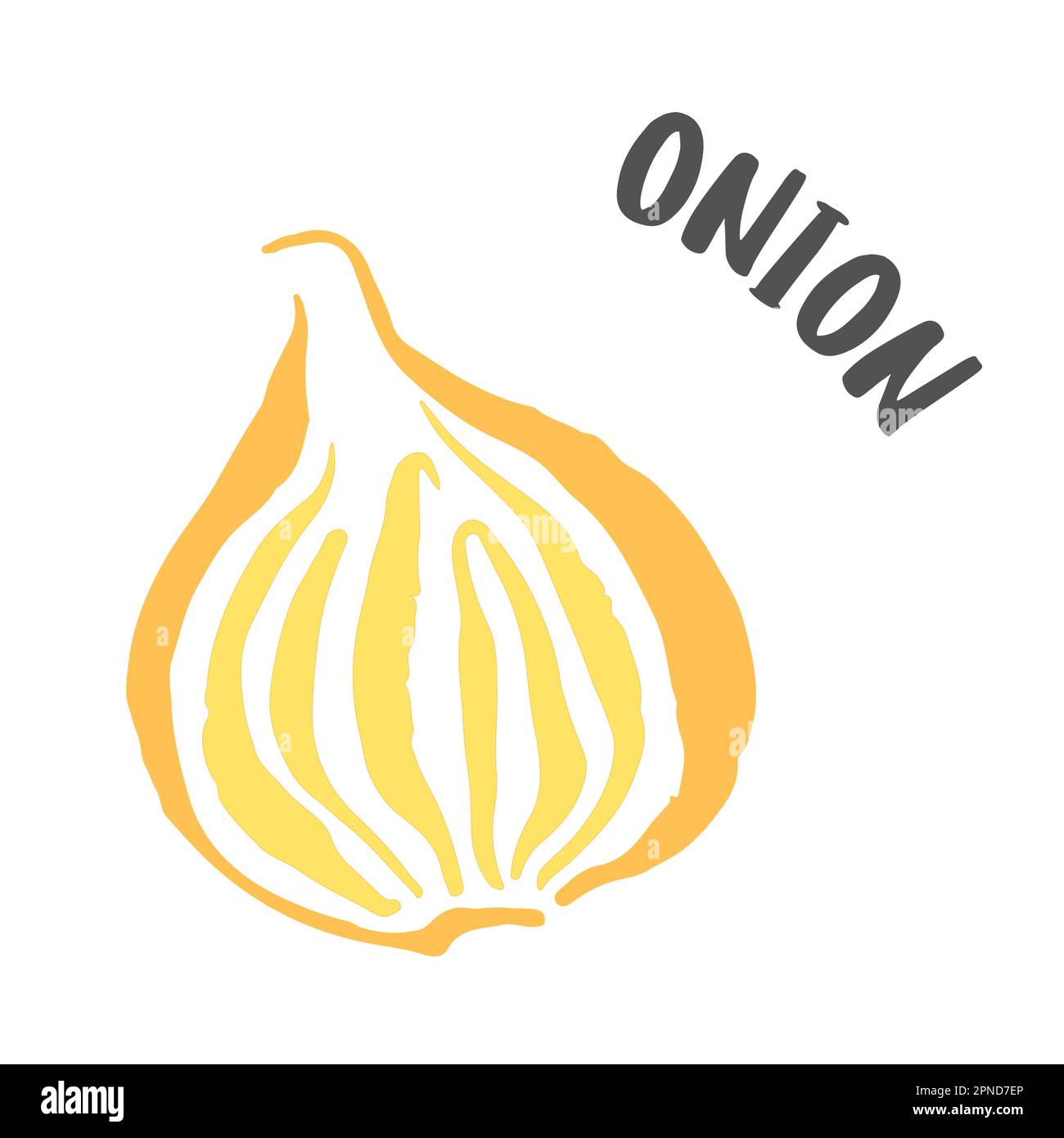 Onion drawing hand painted with ink brush isolated on white background. Vector illustration