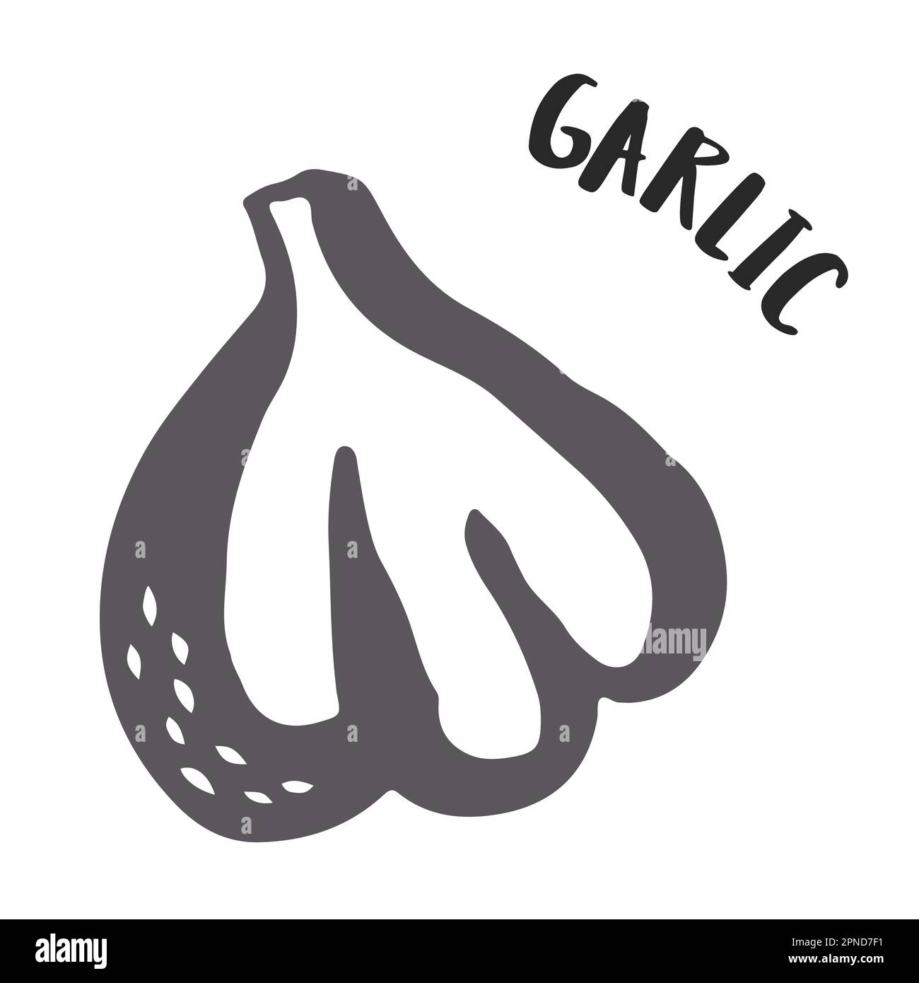 Garlic drawing hand painted with ink brush isolated on white background