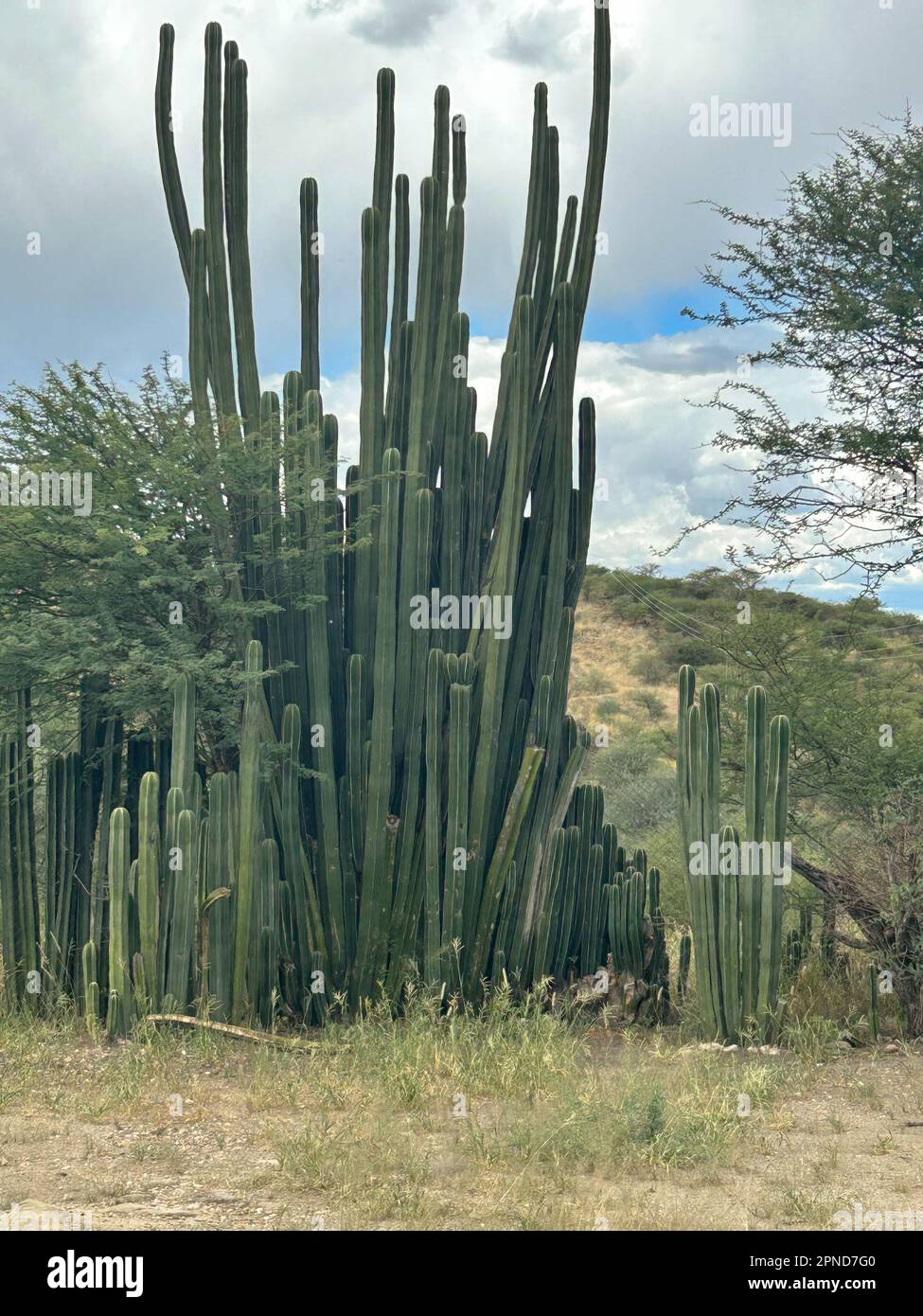 Succulents cacti growing in hi-res stock photography and images - Alamy