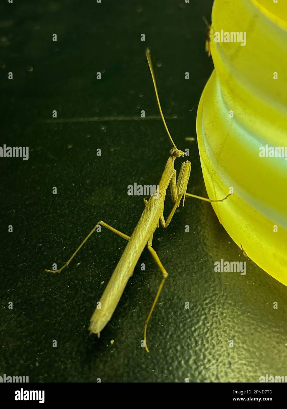 close up of a mantis in the night Stock Photo