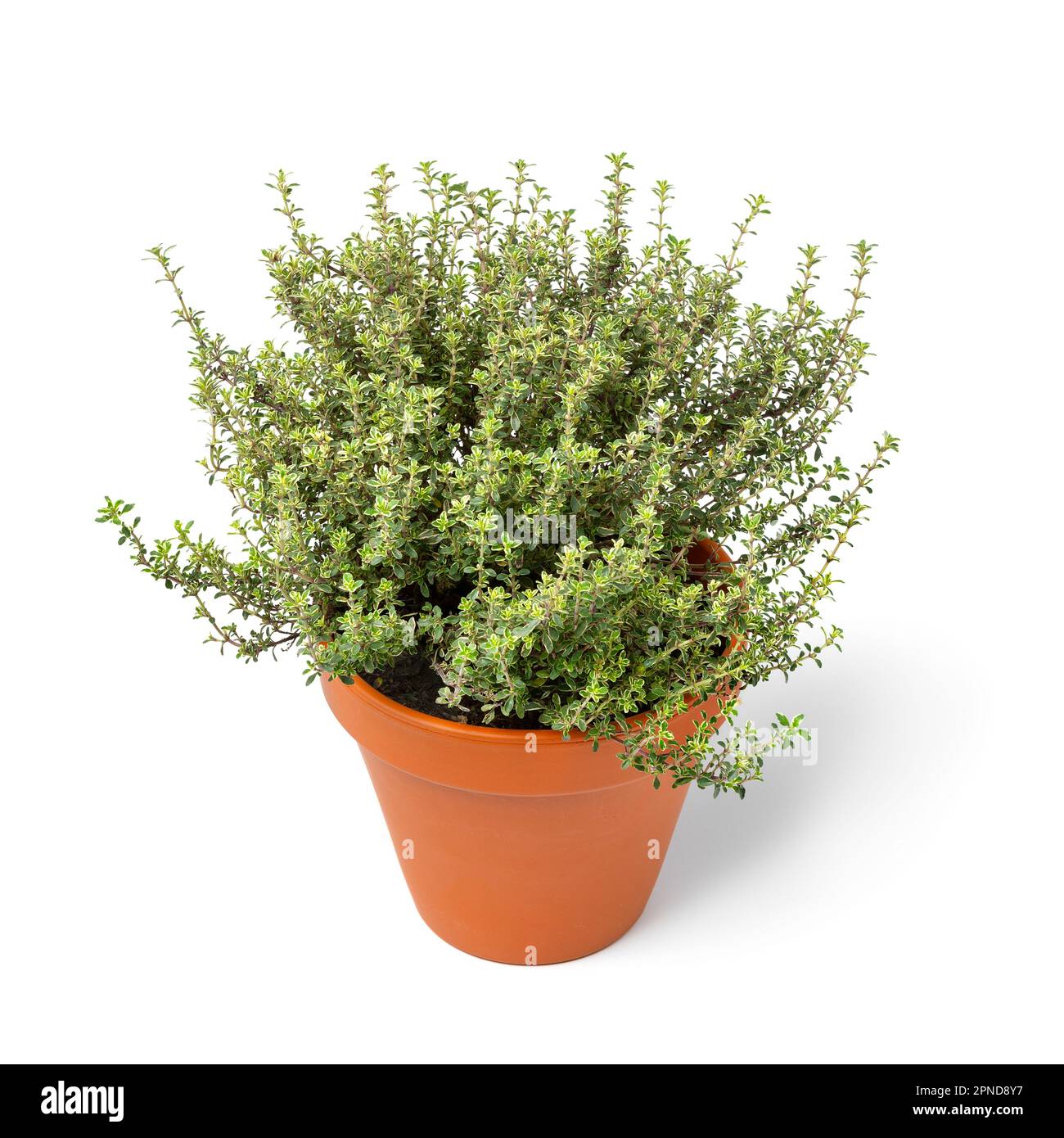 Single ceramic plant pot with a fresh lemon thyme plant isolated on white background Stock Photo