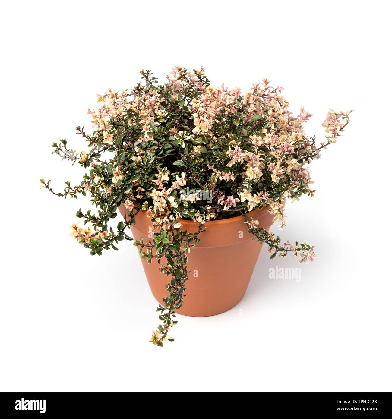 Single ceramic plant pot with a colorful fresh thymus vulgaris plant isolated on white background Stock Photo
