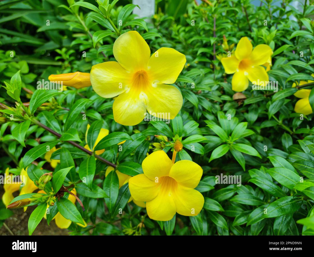 Colorful yellow flowers of Allamanda, Common allamanda, Golden trumpet, Golden trumpet vine, Yellow bell (Allamanda Cathartica) Stock Photo