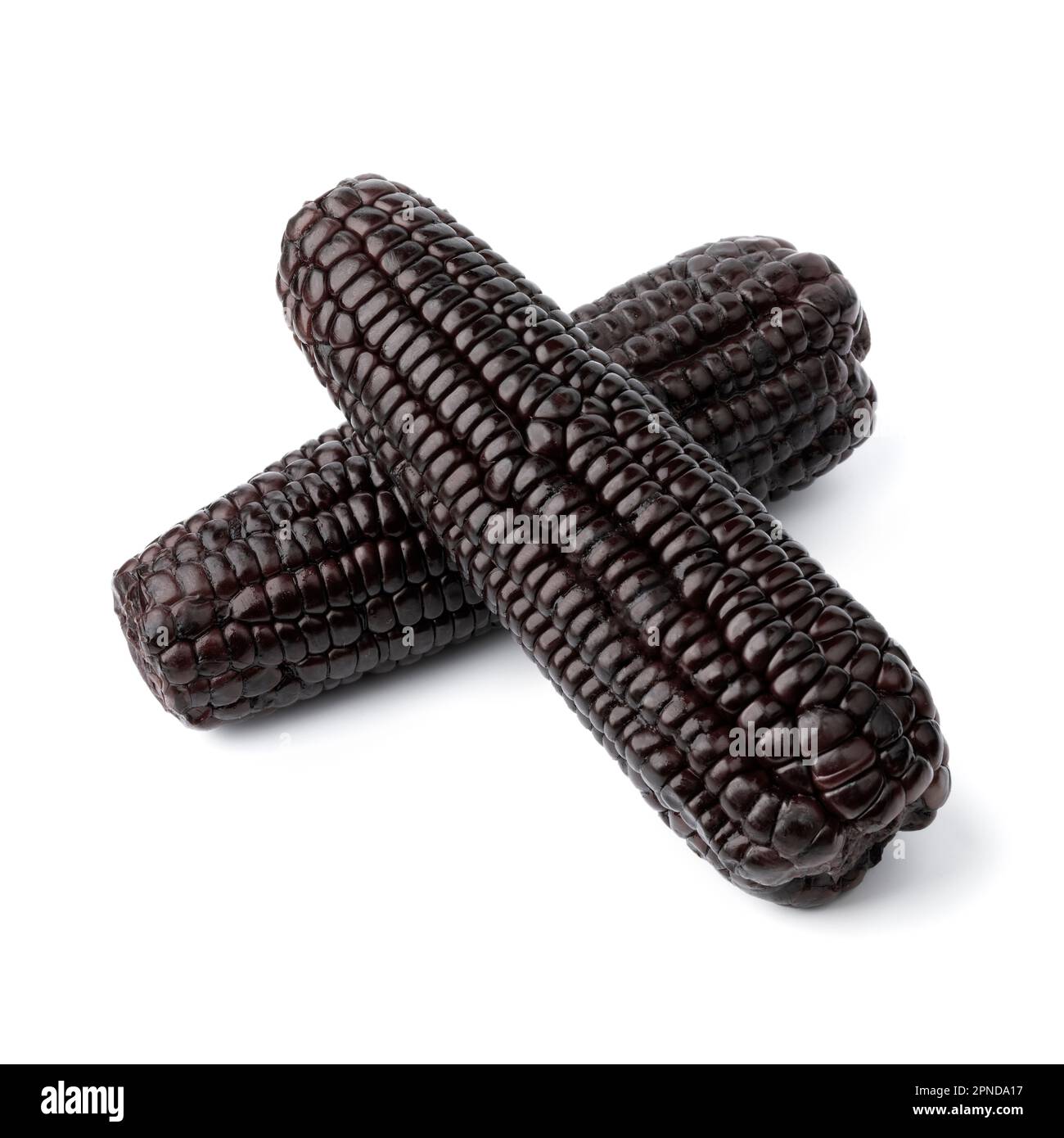 Pair of fresh cooked black corn cob isolated on white background close up Stock Photo