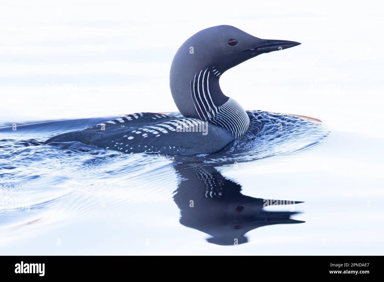 Black throated Diver Aka Arctic Loon Gavia Arctica Summer Pluamge 
