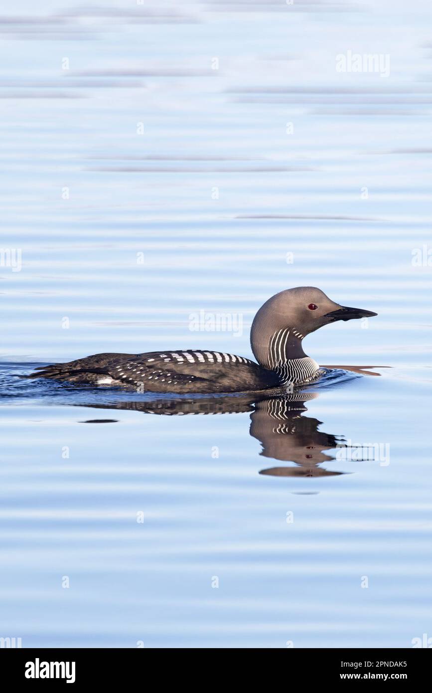 Black throated Diver Aka Arctic Loon Gavia Arctica Summer Pluamge 