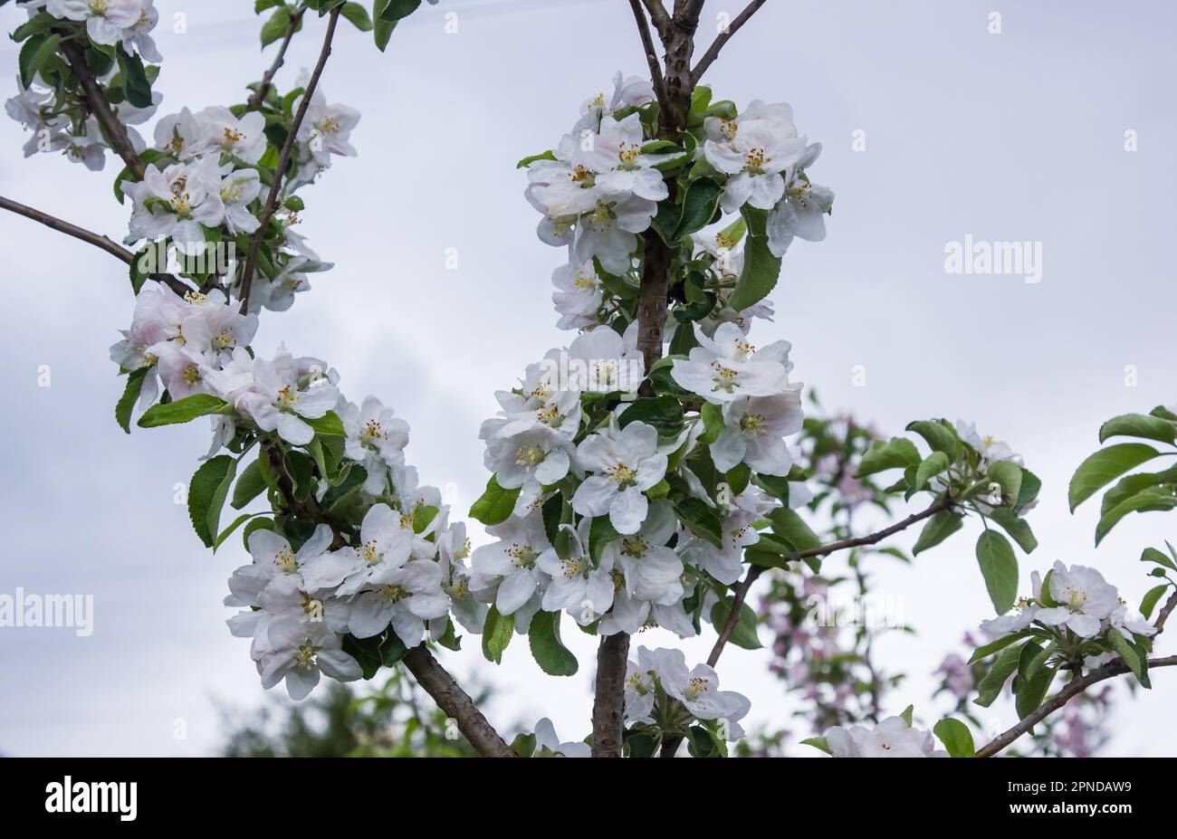 apple tree blooms in spring, the garden will bear fruit Stock Photo Alamy