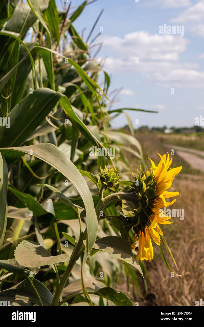 Corn inflorescences hi-res stock photography and images - Alamy