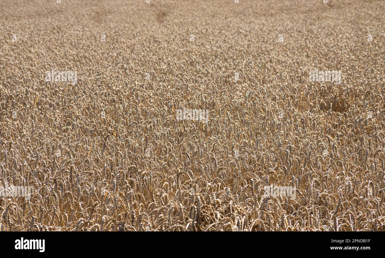 Field of Golden wheat under the blue sky and clouds Stock Photo - Alamy
