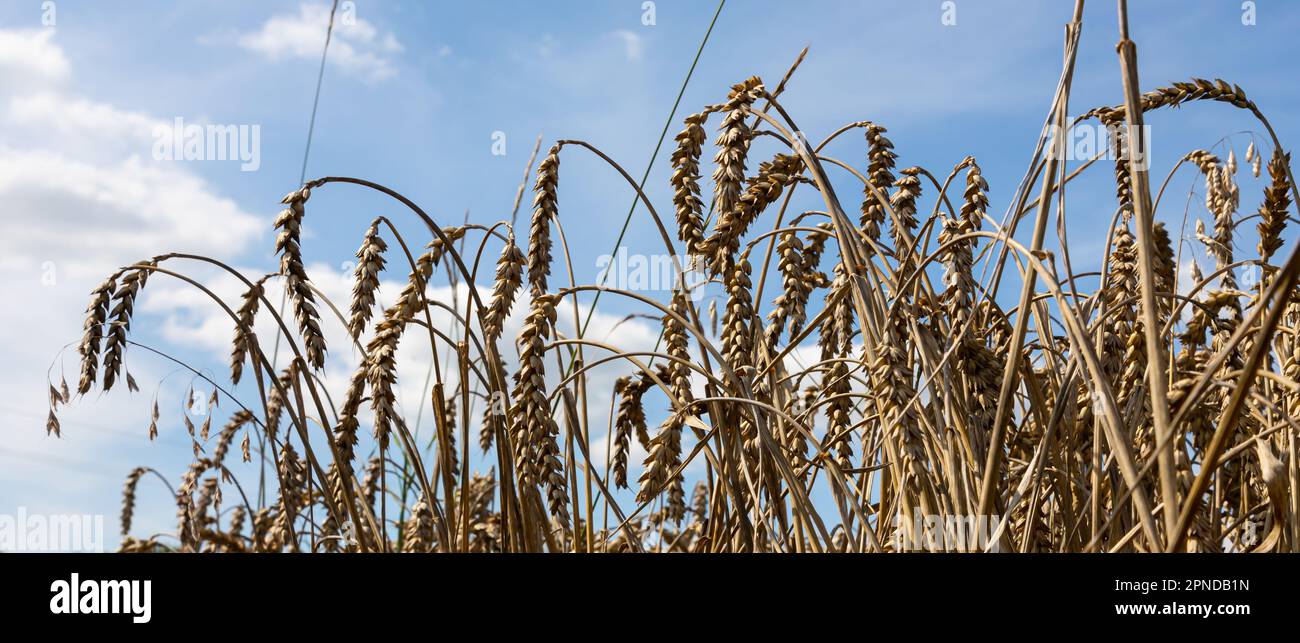 Field of Golden wheat under the blue sky and clouds Stock Photo - Alamy