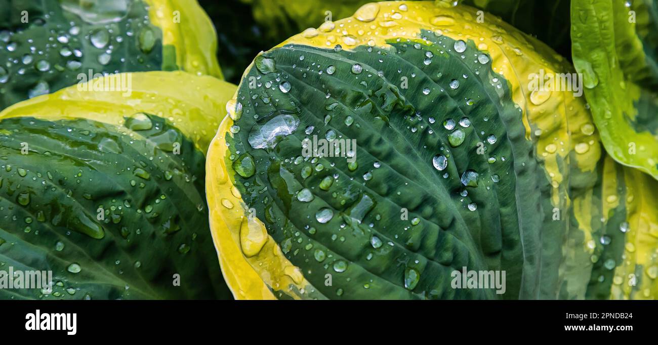 Nature green leaves with raindrop background texture Stock Photo - Alamy