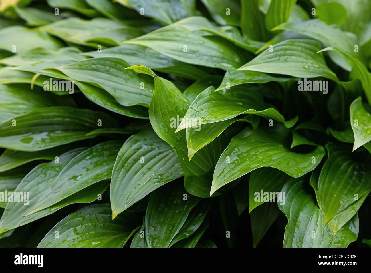 Nature green leaves with raindrop background texture Stock Photo - Alamy