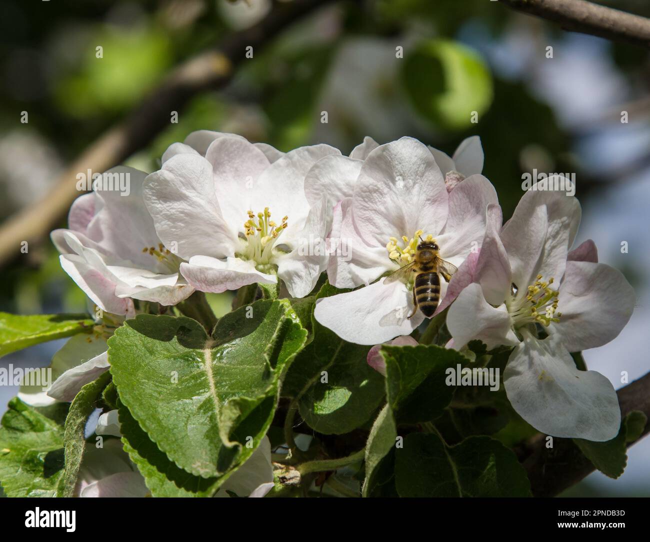 apple tree blooms in the garden. bees collect nectar and pollen Stock