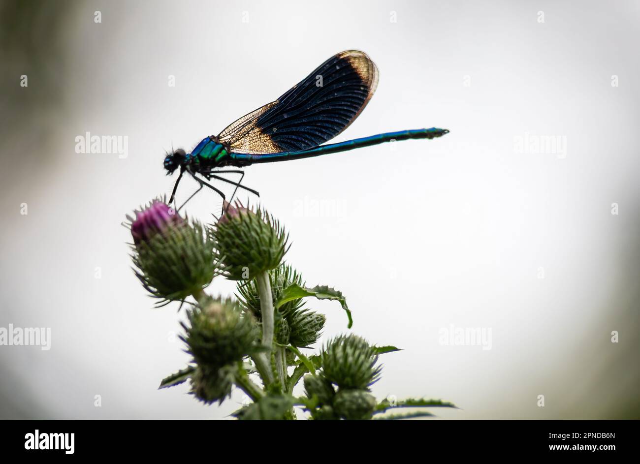 dragonfly on a plant close up sits on a green plant Stock Photo - Alamy